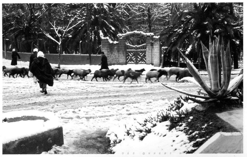 SIDI BEL ABBES 1954 SOUS LA NEIGE  (8).jpg